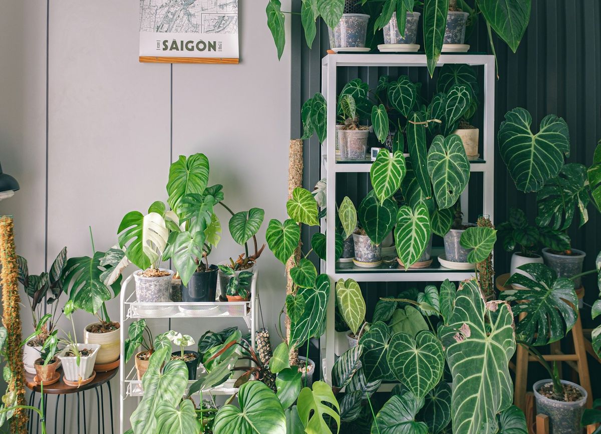 Et lyst rom fylt med frodige gronne stueplanter